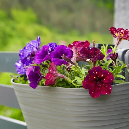 Cato S Vakantiehuis Bravnice